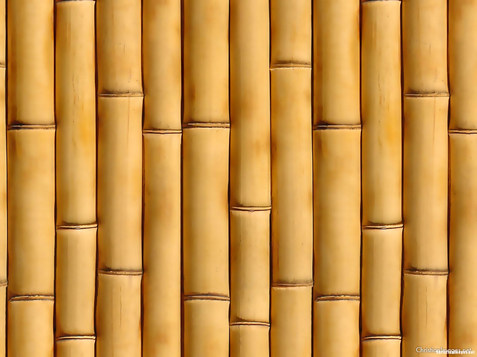 Classic Bamboo Background